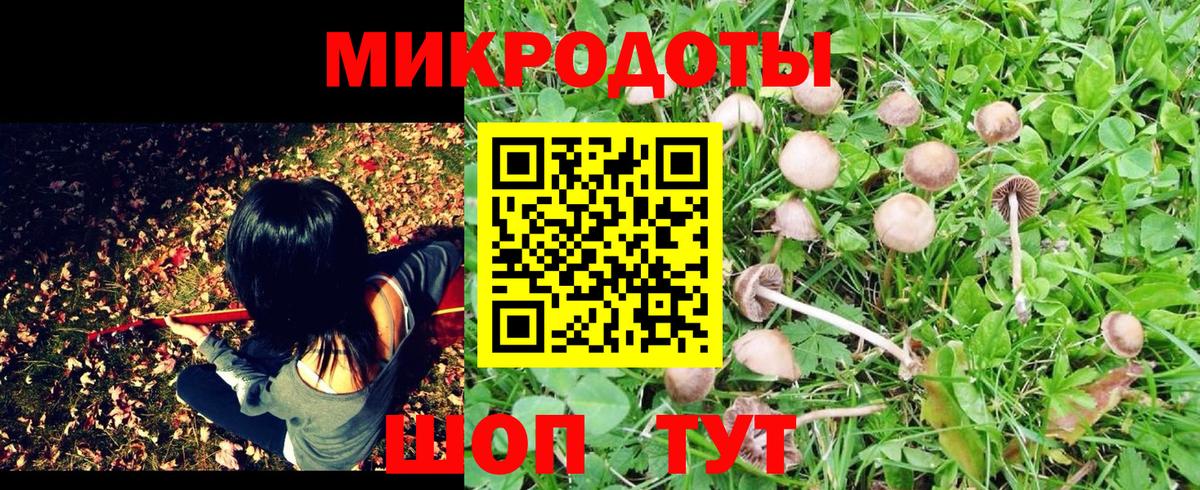 Псилоцибиновые грибы Psilocybine cubensis Минусинск